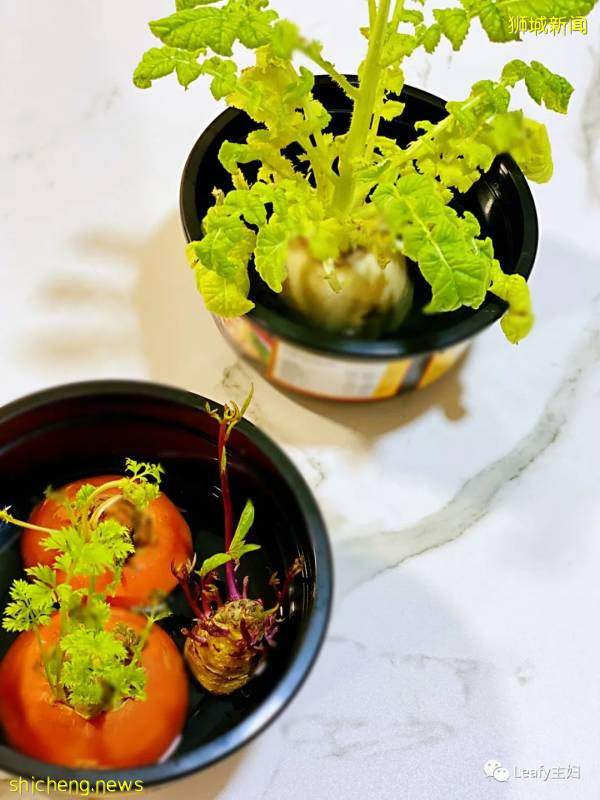 种菜很难吗?不要浪费新加坡政府发的两袋种子