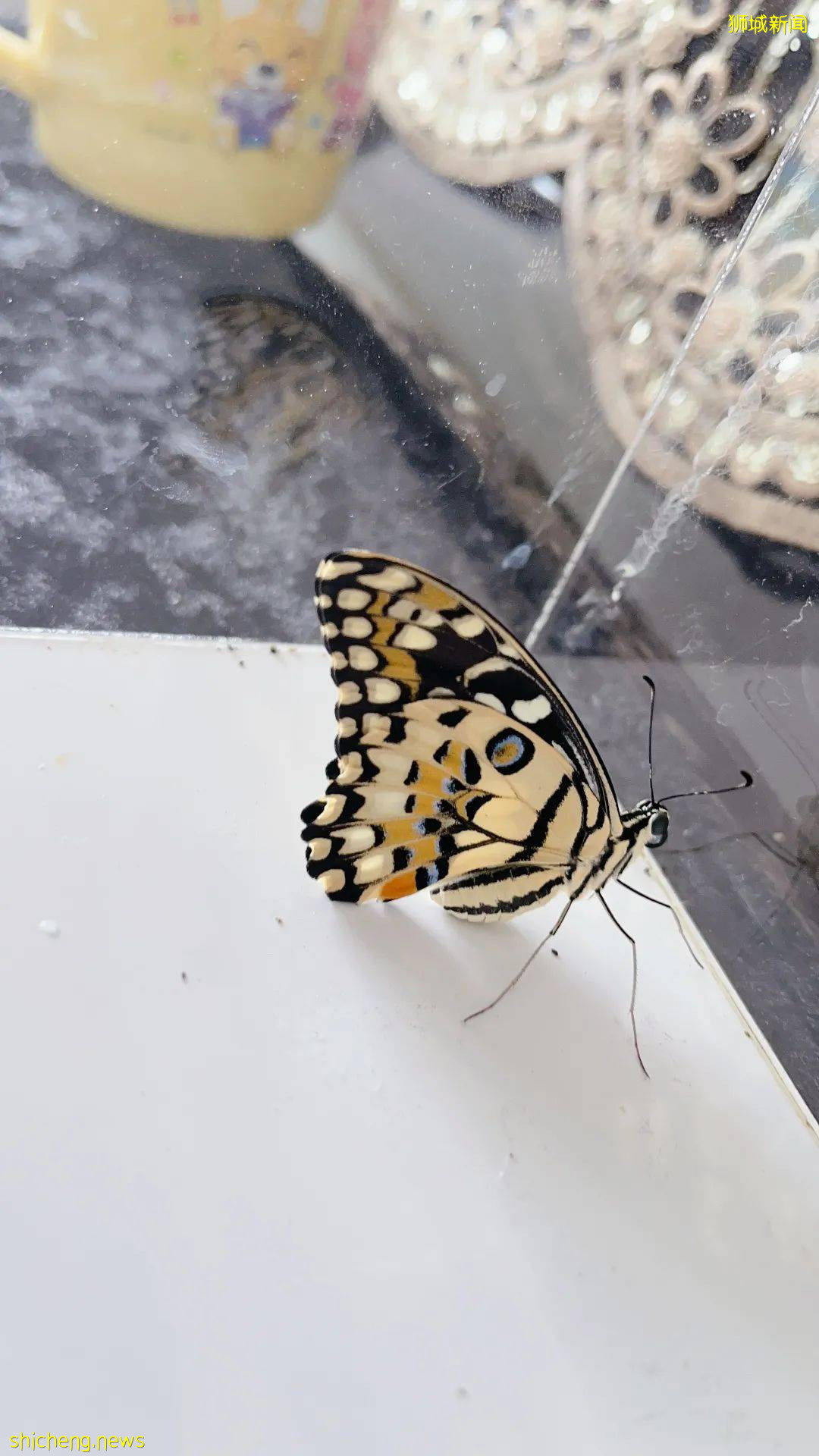 別人家養貓養狗當寵物,我兒子卻喜歡在新加坡養毛毛蟲