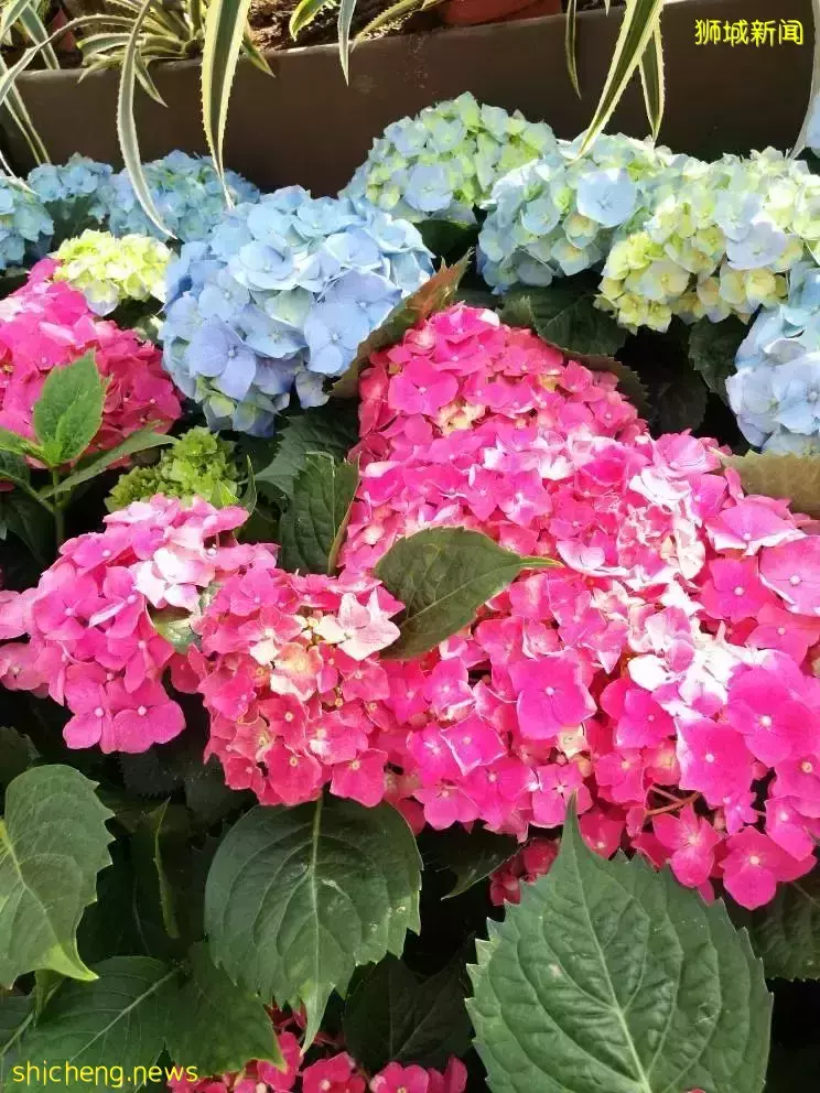 “坡式新年”今年春節,我在新加坡