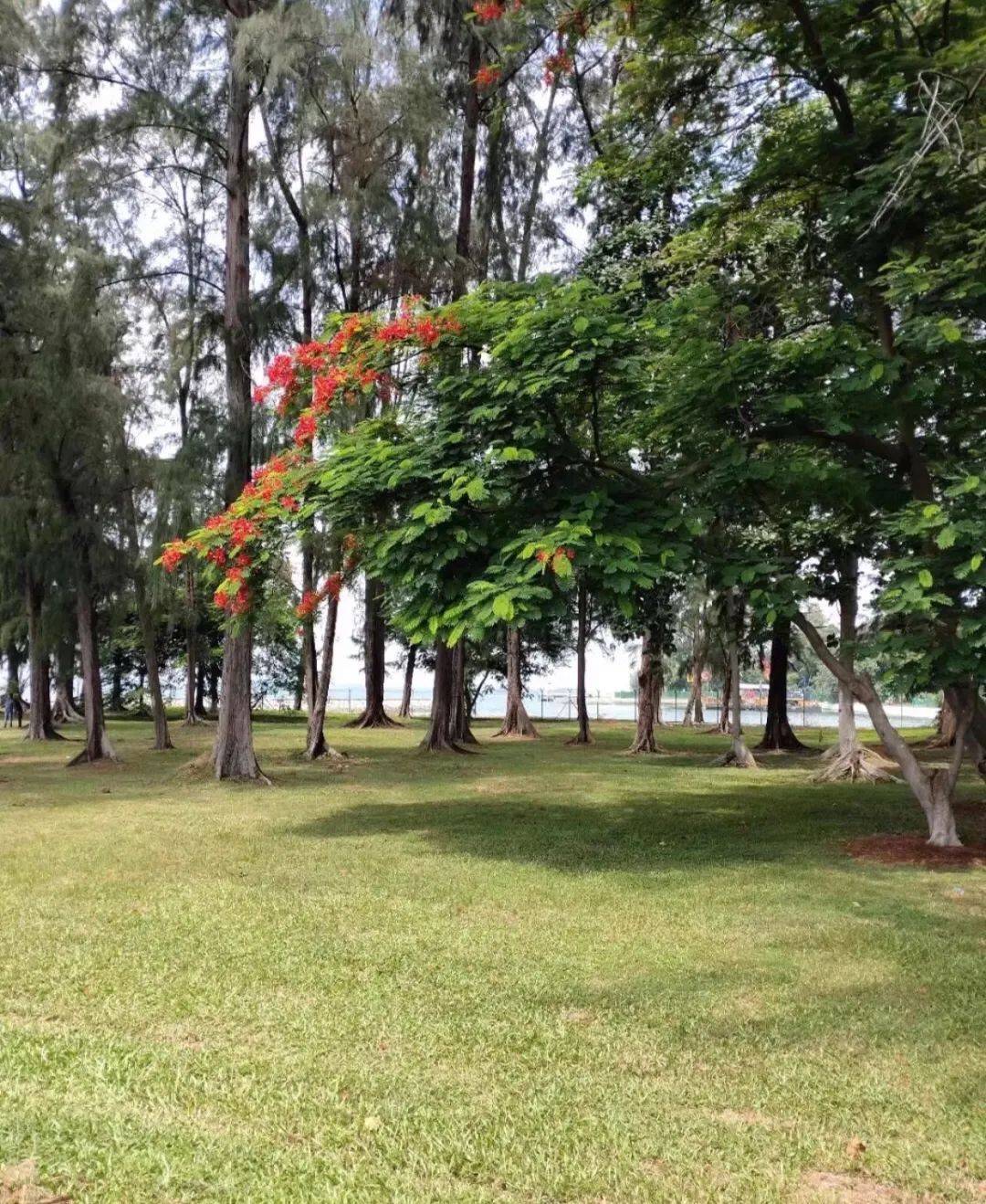 新加坡境內絕美海島探秘來了