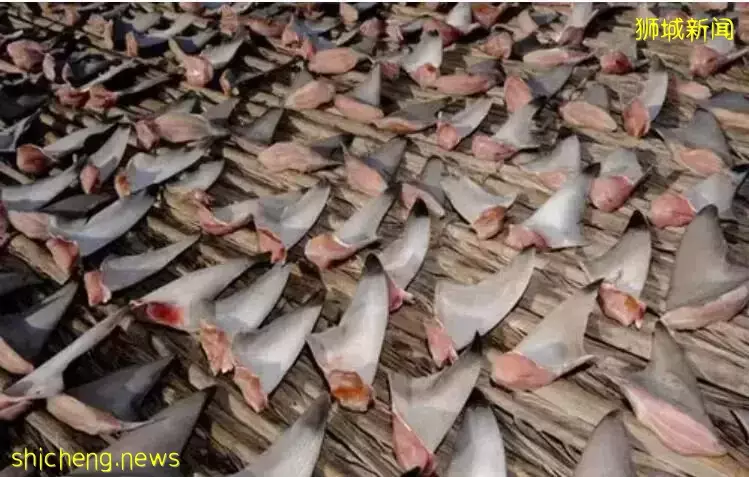 纳尼？新加坡的宠物居然1/3在吃鲨鱼肉