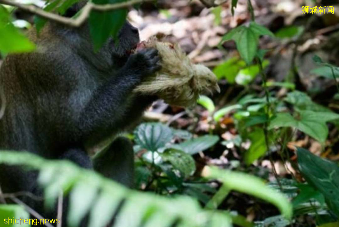 震惊!新加坡猴子生吃活鸡!它们还会偷包、偷手机、偷面包