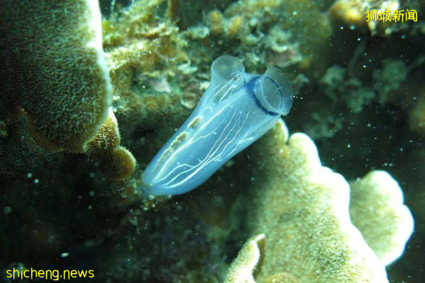 NUS科研 這種神秘海洋生物,竟和人類有共同祖先