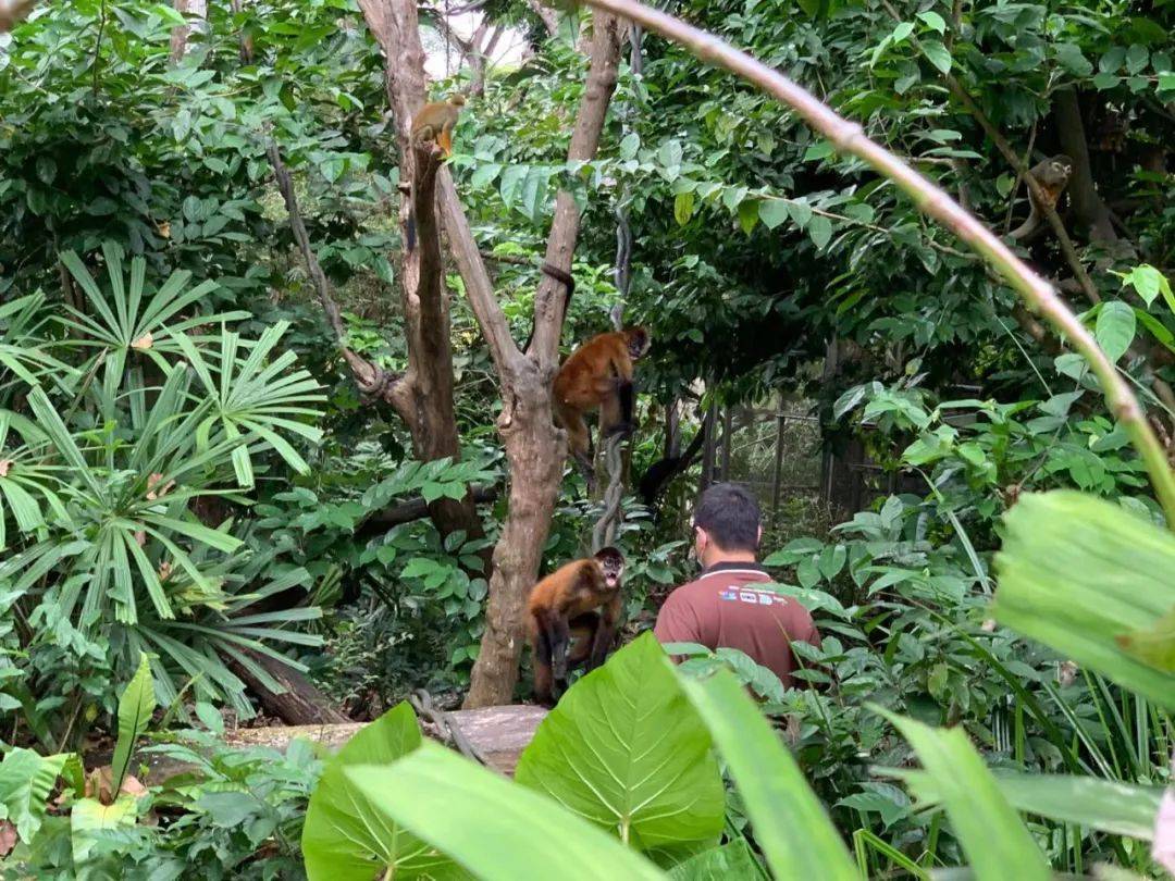 行走獅城——新加坡動物園