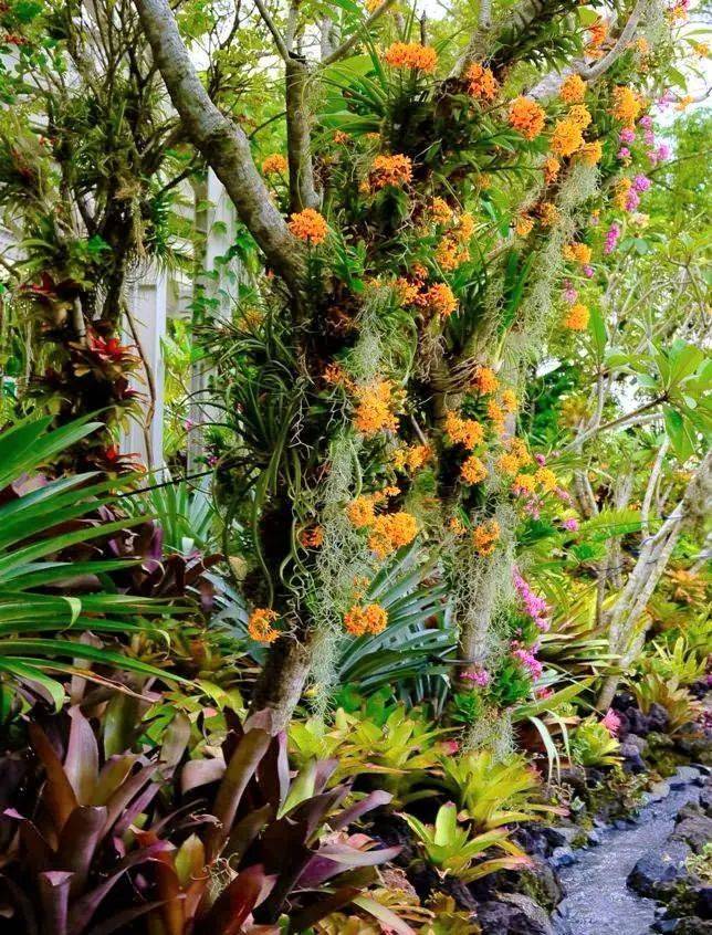 新加坡热带高山胡姬展览馆开幕;国家胡姬花园将免费开放至4月11日