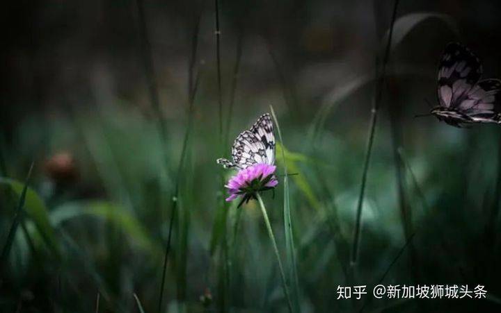 淡滨尼 Tampines: 嬉耍玩乐怎么玩？新加坡最强攻略