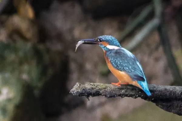 新加坡最好玩的海灘公園!趕海、騎馬、劃艇、樹籬迷宮、燒烤露營,超適合家庭出遊