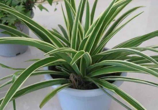 在新加坡哪裏買綠植最合適？走起來