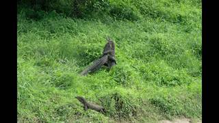 新加坡的巨型蜥蜴先猛後萌,吃飽飽再抱抱