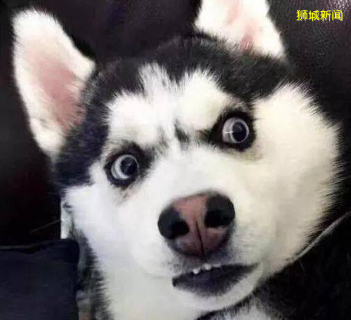 讓獅城壓抑的生活中,添上草莓的的色彩