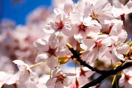 厉害了我的国！东航专机把147名滞留新加坡的湖北人接回了家