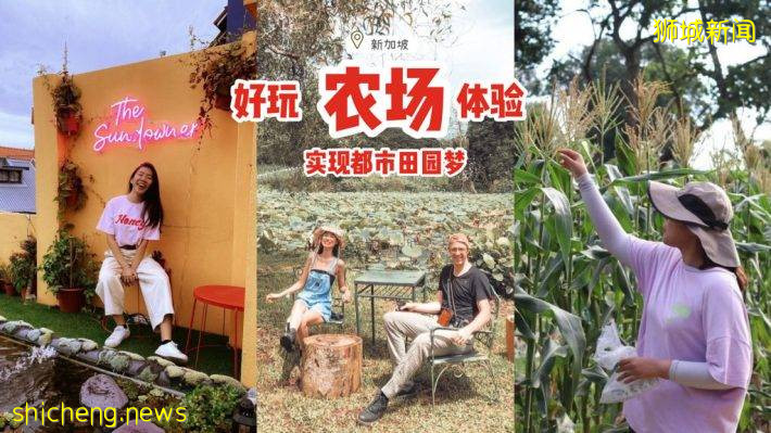 盘点本地好玩+有趣的农场体验‼有机栽培+木工手作+Ins风小花园、圆一个都市田园梦🍃