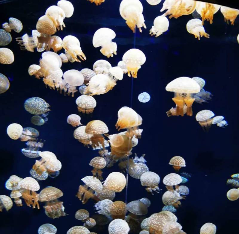 最後悔的一次旅遊經曆:新加坡