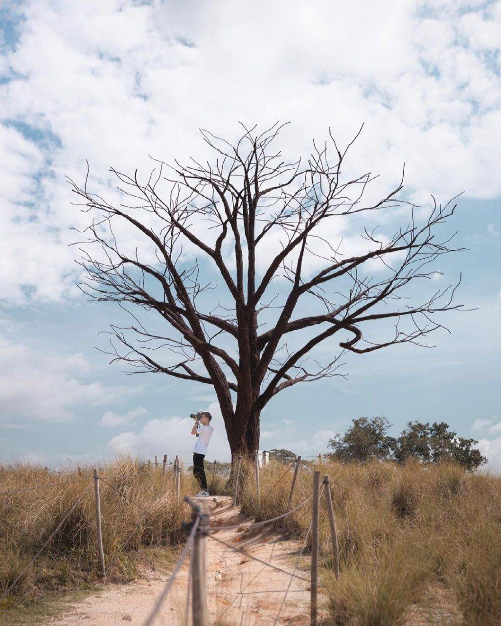 新加坡最美网红树打卡合集🌴壮观古树、根深叶茂,感受大自然的魅力📷