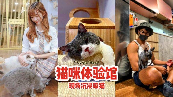 撸猫圣地🐈猫咪体验馆The Cat Place🐱现场沉浸吸猫，铲屎官们必报到✨