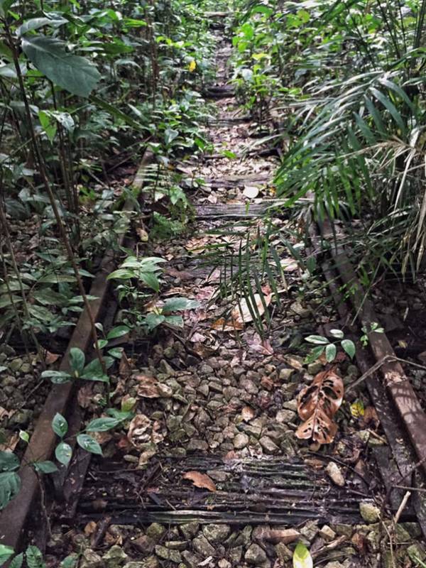 隐藏多年在金文泰的仙境,竟是新加坡面积第二大次森林