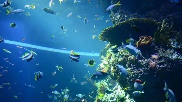 游览新加坡SEA海洋馆，一起探索梦幻海底世界