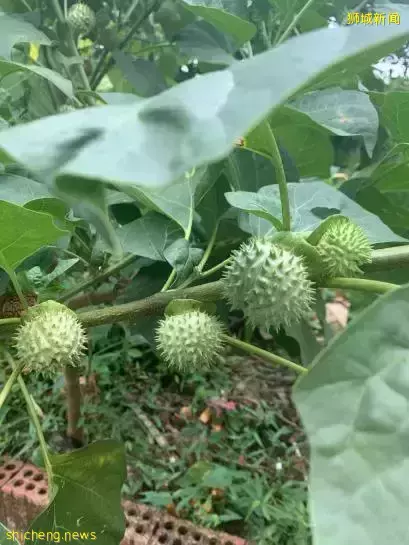 《即刻隨心所想，心想獅城》新加坡生態遊系列2