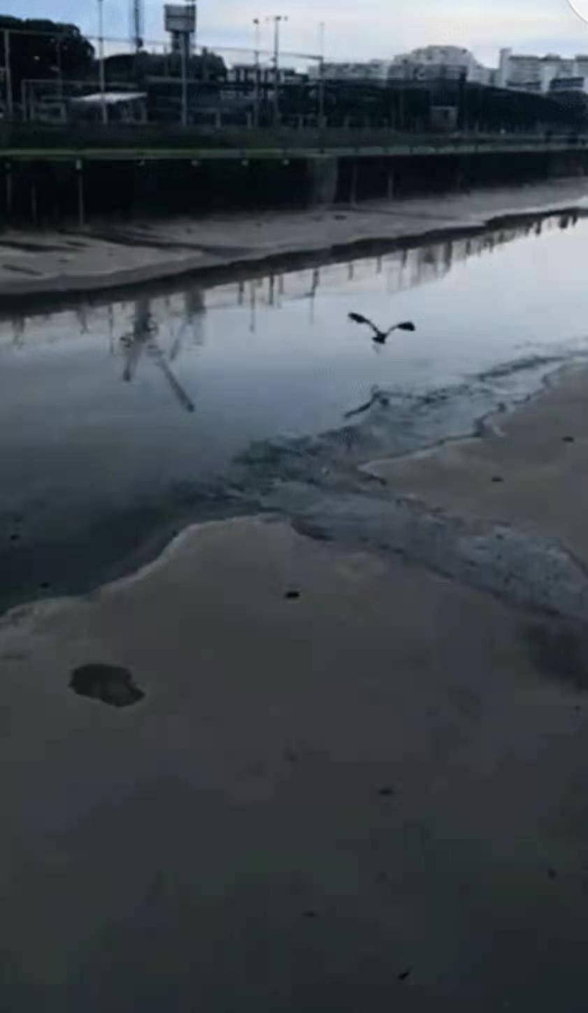 凶猛的老鹰不幸被鱼钩勾住,围观群众都惊呆了