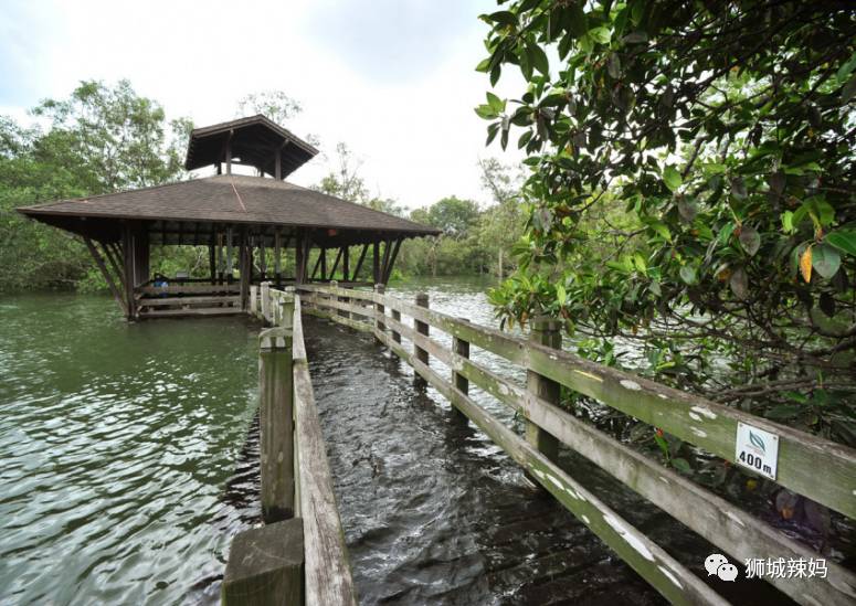 500种热带动植物免费看!超大蜥蜴、候鸟、鳄鱼,新加坡这地儿你肯定没来过