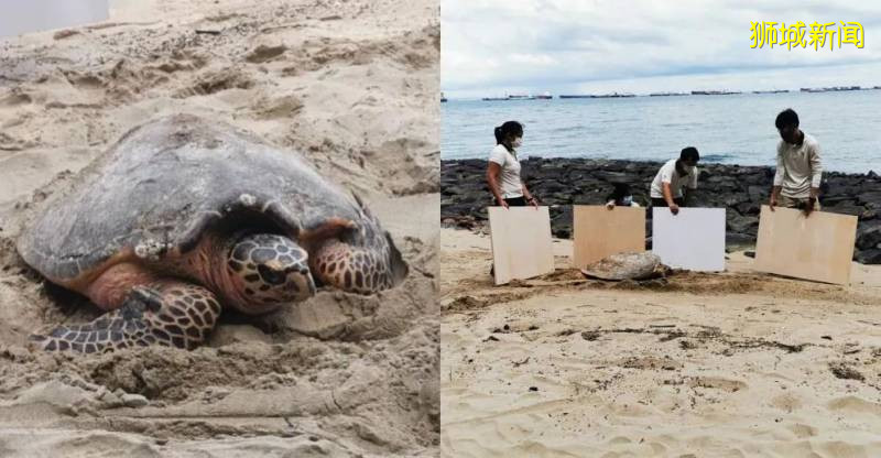 东海岸公园发现濒临灭绝的玳瑁海龟,安装GPS后成功放归大海