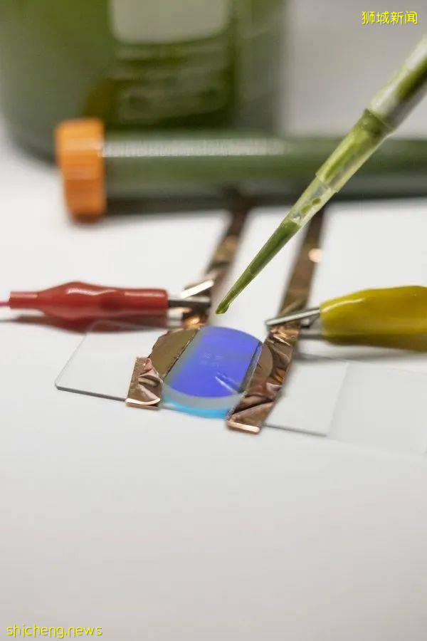 藻类也能发电?NTU 科学家最新研究