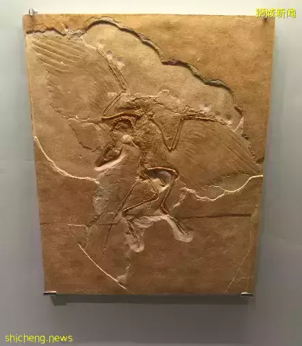 在新加坡，你見過熱戀中的水獺嗎