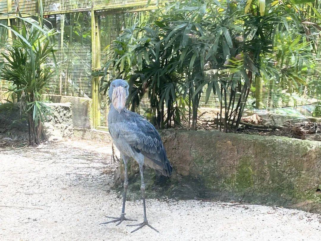 免費送票!帶倆娃嗨翻亞洲最大飛禽園,400多種5000多只鳥,一路驚喜不斷