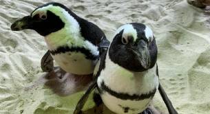 號外!新加坡可以認養企鵝、猩猩、樹懶,能帶回家嗎!