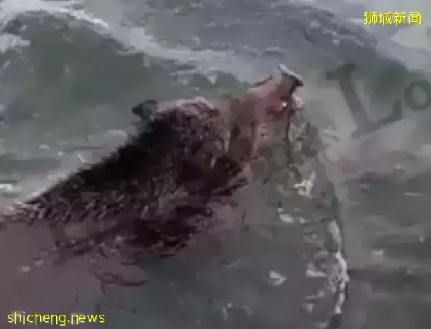 野猪疑似游泳到新山,被网友嘲笑是不是买不到vtl车票