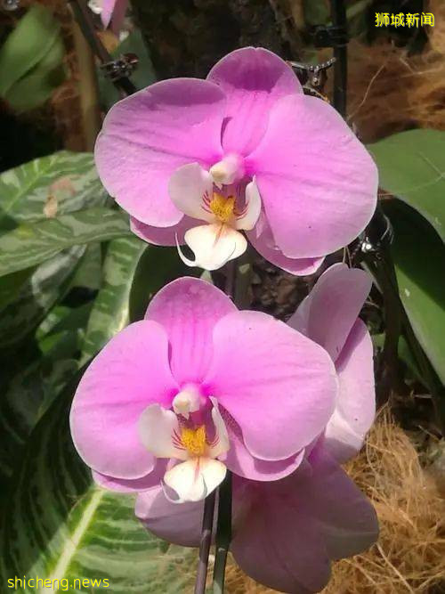 新加坡風俗文化