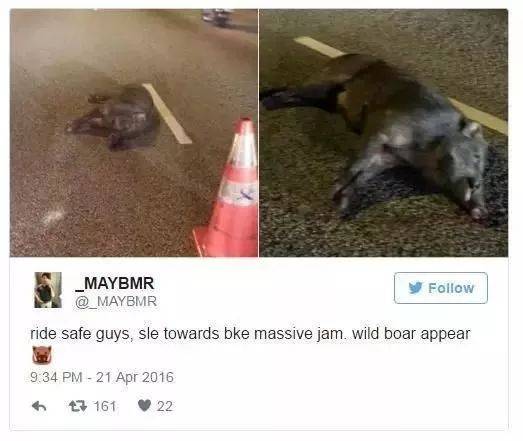 最近，兩人深夜在新加坡遭野豬襲擊，被咬著拖行一米，鮮血淋漓！這個地區要小心