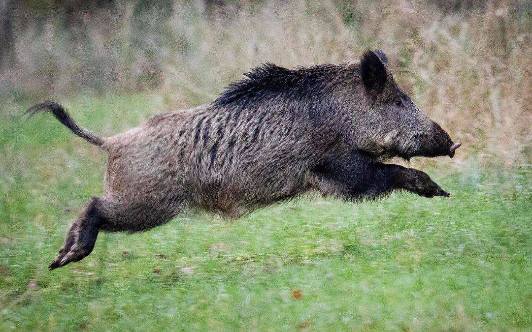 榜鹅连续伤人的野猪刚被抓！蜥蜴又吞蛇了
