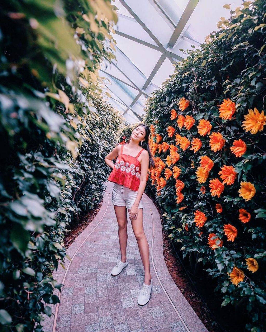 本地版爱丽丝梦境🧚🏻♀️Hedge Maze树篱迷宫冒险玩法大公开⚡暗藏惊喜,人过花开🌺