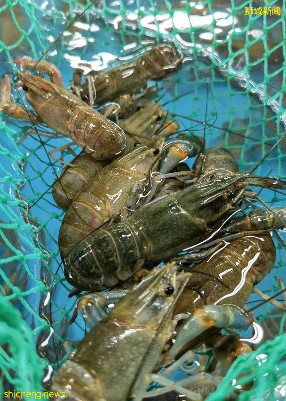 新加坡再次解封後，這家中國超市火了！80多種海鮮$2起！小龍蝦辣條包點東北大米扛回家