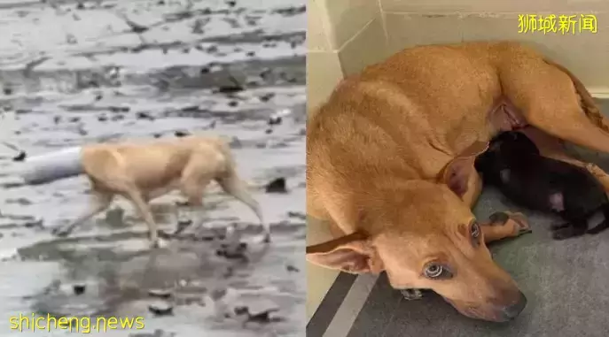 逾尺长管子套头 母狗险饿死或渴死