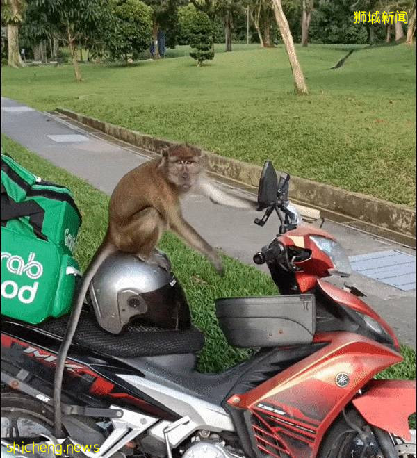 《神奇動物在哪裏之 NTU 篇》