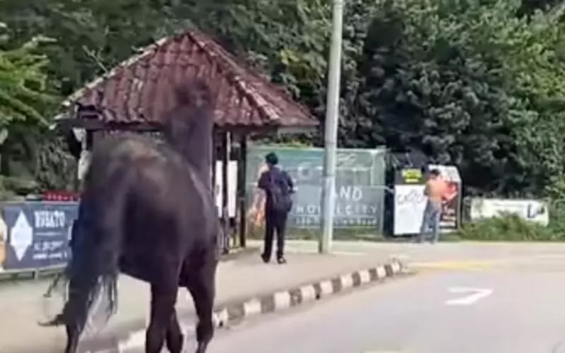 骏马在旧马城一带闲逛 公园局展开调查