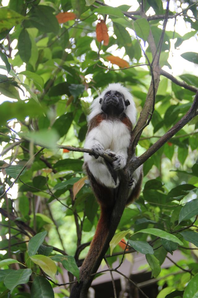 世界十大动物园之一：新加坡动物园，确实不一样