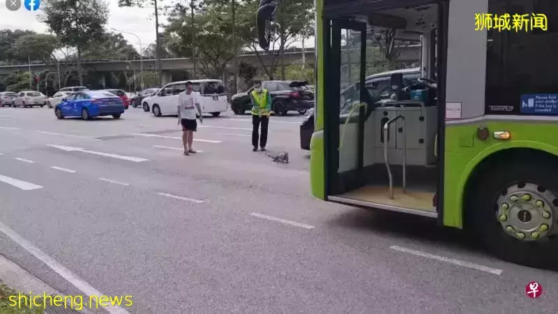 鬣蜥受困公路中央 车长路人引导解困