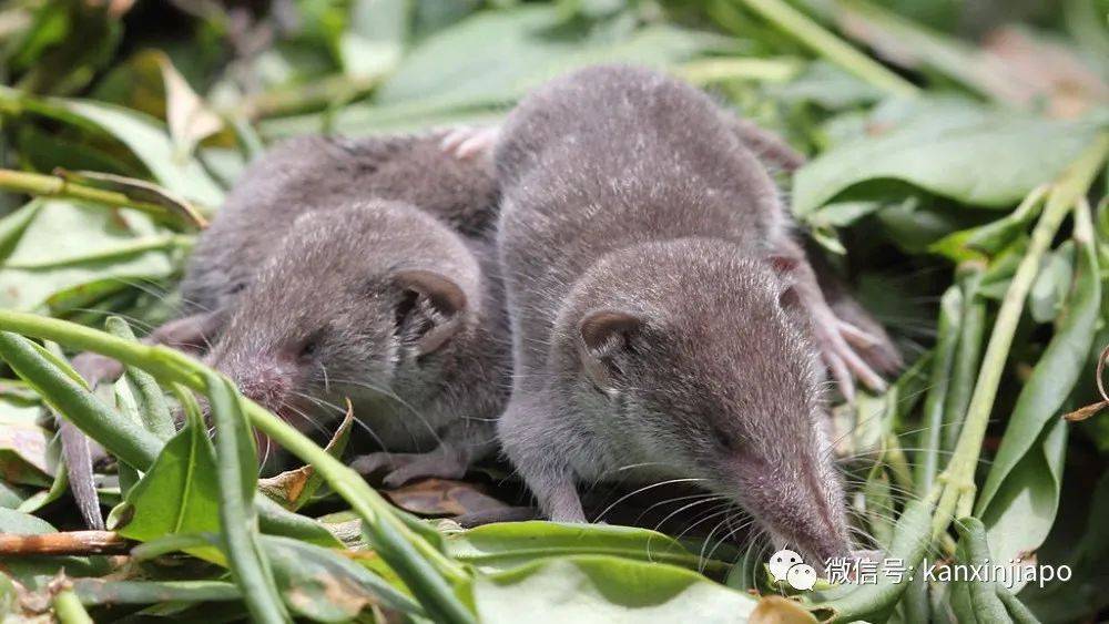 過街老鼠，人人喊打！但新加坡組屋區夜晚竄出的其實是