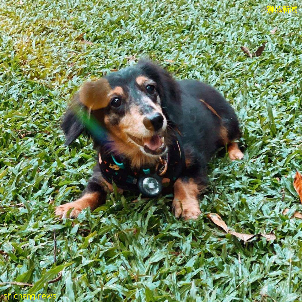 小狗也要出外透透气!精选新加坡8个遛狗公园🐕在Dog Run里快乐奔跑、尽情撒野🐾