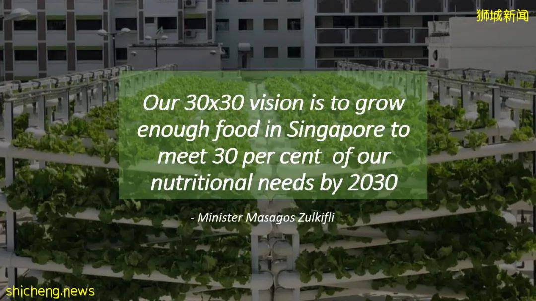 新加坡首创!NTU开设“肉类替代品”新本科课程