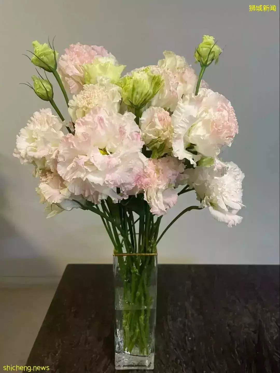 鮮花在熱帶也能養1個月？資深花友新加坡買花、養護大揭秘