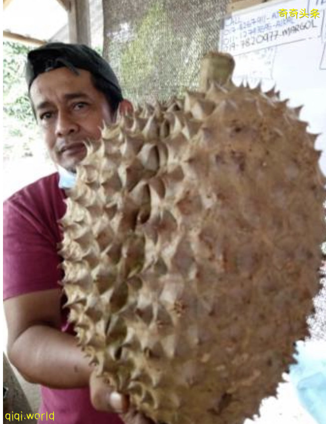 巨无霸榴梿 叫价RM200都不卖