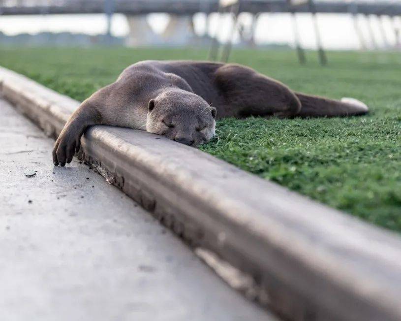 闯入公寓泳池、吃光鱼塘锦鲤!这群玩意在新加坡太嚣张了