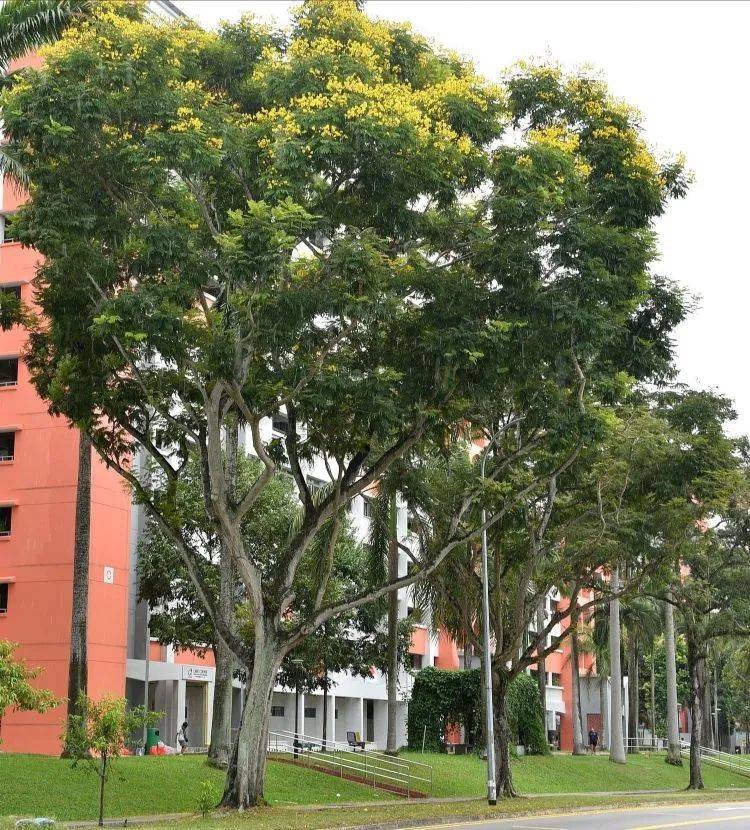 快看!新加坡到处都开花了,一大波美图刷屏