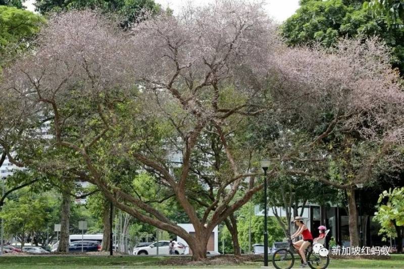 北半球9月刚入秋,新加坡却迎来“第二春”