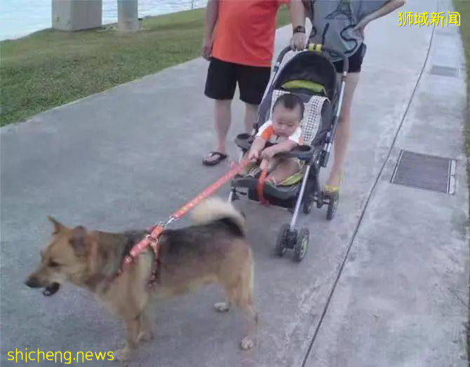 “我最亲爱的四喜走了,带走了我在新加坡16年的青春和回忆...”