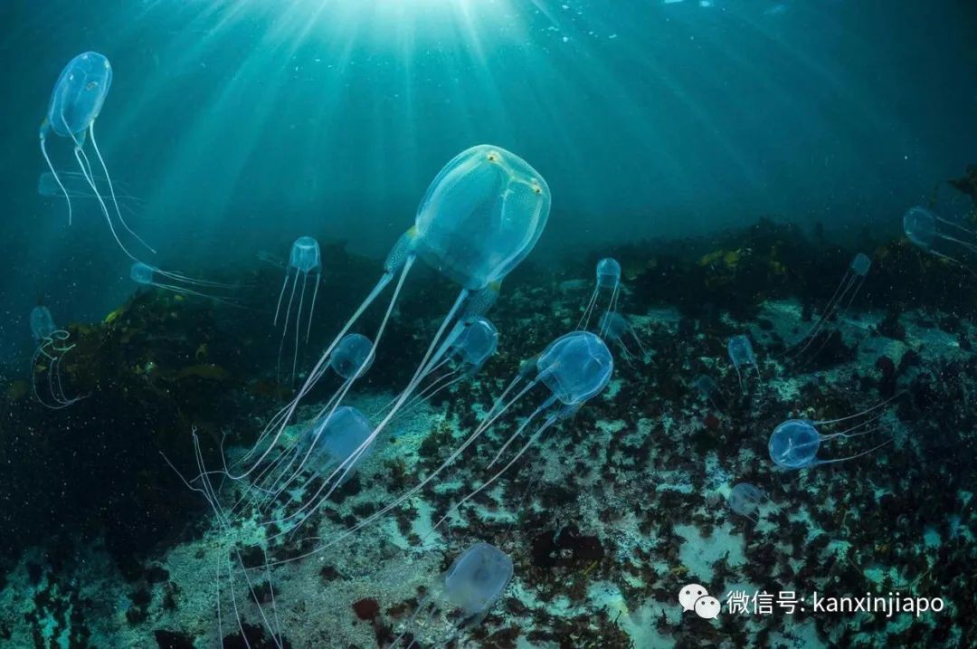 剧毒水母出没圣淘沙，这两周建议不去附近游泳